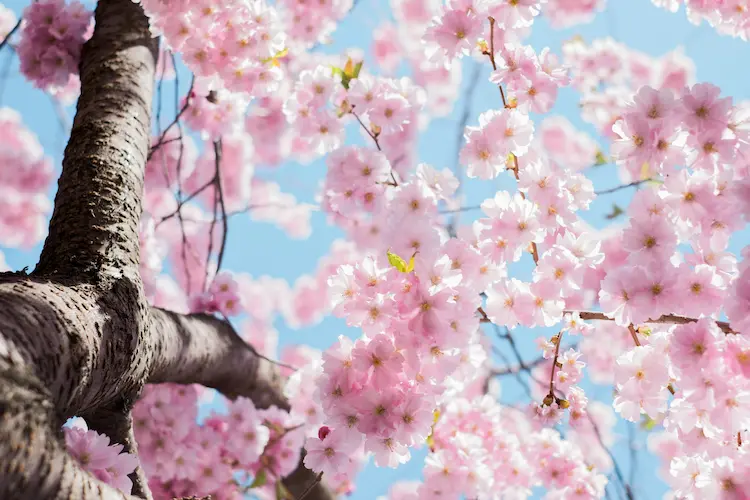 spring tree